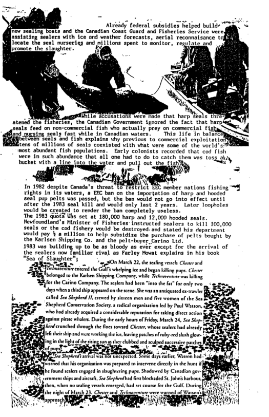 Already federal subsidles helped bullds  [rev. sealing boats and the Canodian Coast Guacd and Fisheries Service vere;  asststing sealers with ice ond veather forecasts, serial recomaisonce the seal nueserles and nillions spent to monitor, regulate and  ecnote the’slaughter..  n Covermment {gnored the fact that hatp) V]  esis (osdon somsoimerclal (13 e sty prey o comereial iS4 nd ucsing seals fast shile in Canadian waters.  This 1ife e betonen Seals and (ish explains uhy previous to comercial exploi tatfof QRRES  tens of millions of seals coextsted vith what were sone of the vorld’s  st abundant [ish populations. Early colonists recorded that cod fish yese in such abundance that ali one had to do 10 catch then vas tosg gy,  LI e 2 e 2t 5 L e e ] gy s In 1962 despite Canada’s theeat L5 FSSEAICE EEG member nations (1shing 4  rights 1n 165 vaters, 8 EFC ban on the impoctation of harp and hoadsd seal pup pelts vas passed, tut the bon would not go dnto Gf{ect until after’ the 1983 seal Ki11 and vould only Iast 7 yesea.  Lator loopholes vould be’created Lo rendet the ban canpletely uieles:  The 1983 quots Gas set ot 180,000 hacp and 17,000 haoded seals. Hewfoundland’s Minister of Fishecles instructed seaters to i1i 100,000 seals o the cod fishery vould be destroyed: and stated his departneht vould pey ¥’s million (o help subsidize the purchase of pelts boutnt by the Karl3en Shipping Co. and the peit-muyer. Eoring Ltd.  1983 uos bullding up tobe 85 bloody a5 evei except for the arcival of the realers now Tamiliar rival as Facley Houat explains in his book  Sea of Srh.ug’_sg 3 e 270 M 3. heing s i od SR TN ecred he Gl whelping e snd b ling pos. Chor FTE5 bkoned 1 e Kaen Shipiog Compion <1l Bobrenbos o for the Crino Company, The sl hd b i the ooy v das when s b i ppescd onhe en. S v o niused ot lled Su Shphod 1, crewed by s men nd v wmen of he S Shepberd Comereaion Sy i aranvio e by Pt Wason, e b hsdy scqied comiderble epanion fos akin dices scon i i k. Duing he oy howrof Fidoy Mrch 24, o S| e crunched eough e Noc oward e, whase sl d sy i nd e ein e brin pces f - ed s gl by st g by i s s  el e i, BB  e found elrs cgagedin shughicin pops. Shadoswed by Canadisngor- crmen i nd s, Se Shepherdhod s blockaded . John’s harbous hn, when nossling vl emerge: hd st course fo he Goll During  